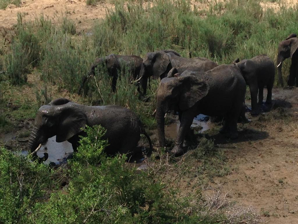 Sweni Lodge 91 Mjejane Kruger Park Hectorspruit Exterior foto